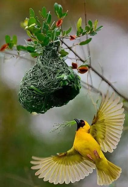 鳥 來 家裡 築 巢 下山